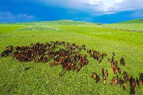 CHINA-INNER MONGOLIA-HOLIN GOL-GRASSLAND (CN)