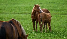 CHINA-INNER MONGOLIA-HOLIN GOL-GRASSLAND (CN)