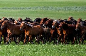 CHINA-INNER MONGOLIA-HOLIN GOL-GRASSLAND (CN)