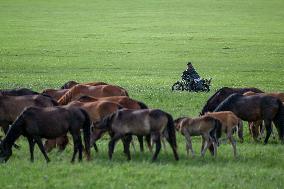 CHINA-INNER MONGOLIA-HOLIN GOL-GRASSLAND (CN)