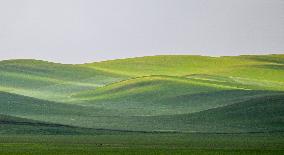 CHINA-INNER MONGOLIA-HOLIN GOL-GRASSLAND (CN)