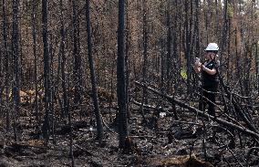 Forest Fire Aftermath - Canada