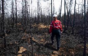 Forest Fire Aftermath - Canada