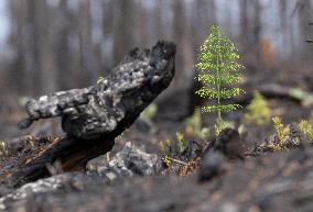 Forest Fire Aftermath - Canada