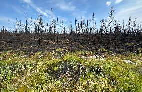 Forest Fire Aftermath - Canada