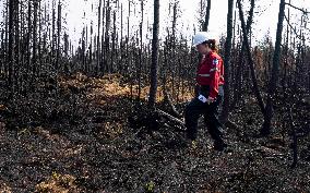 Forest Fire Aftermath - Canada