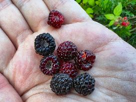 Wild Blackberries