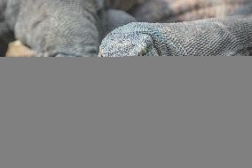 Komodo Dragon At The Indonesian Zoo