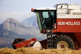 Spanish Farmers Mowing A Wheat Field