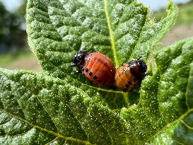 Colorado Potato Beetle Larvae