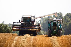 Spanish Farmers Mowing A Wheat Field