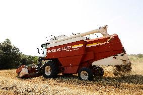 Spanish Farmers Mowing A Wheat Field