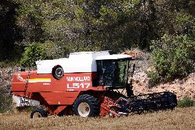 Spanish Farmers Mowing A Wheat Field