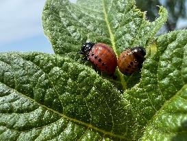 Colorado Potato Beetle Larvae