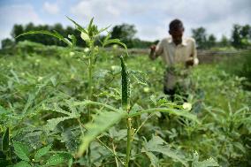 India Agriculture