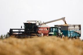 Spanish Farmers Mowing A Wheat Field