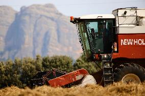 Spanish Farmers Mowing A Wheat Field