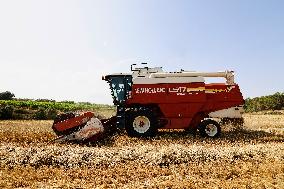 Spanish Farmers Mowing A Wheat Field