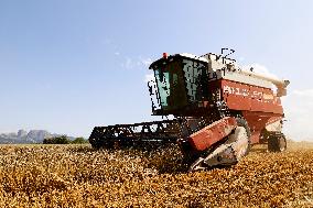 Spanish Farmers Mowing A Wheat Field