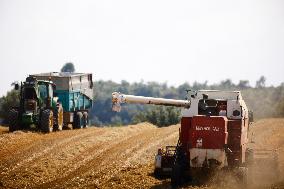 Spanish Farmers Mowing A Wheat Field