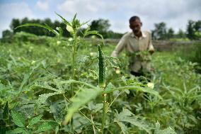 India Agriculture