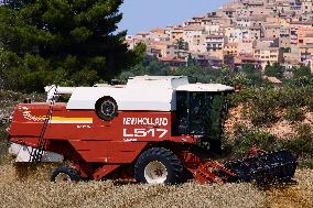 Spanish Farmers Mowing A Wheat Field