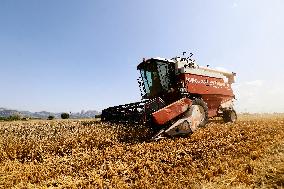 Spanish Farmers Mowing A Wheat Field