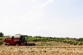 Spanish Farmers Mowing A Wheat Field