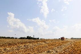 Spanish Farmers Mowing A Wheat Field