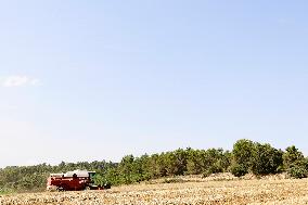 Spanish Farmers Mowing A Wheat Field