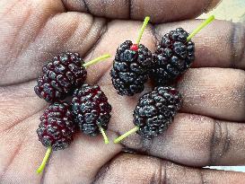 Mulberry Fruit In Canada