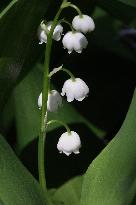 Lily Of The Valley