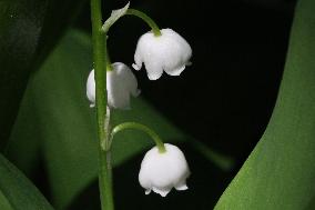 Lily Of The Valley