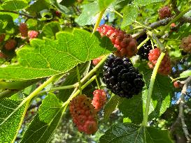 Mulberry Fruit In Canada