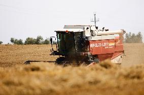 Spanish Farmers Mowing A Wheat Field