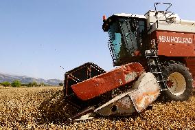 Spanish Farmers Mowing A Wheat Field