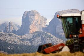 Spanish Farmers Mowing A Wheat Field