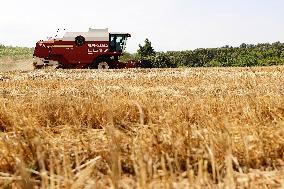 Spanish Farmers Mowing A Wheat Field