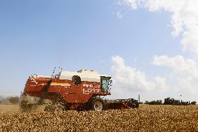 Spanish Farmers Mowing A Wheat Field