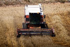 Spanish Farmers Mowing A Wheat Field