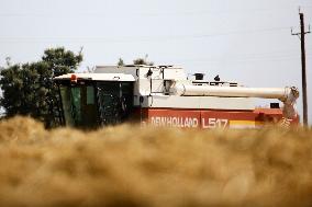 Spanish Farmers Mowing A Wheat Field