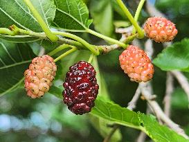 Mulberry Fruit In Canada