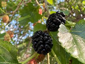 Mulberry Fruit In Canada