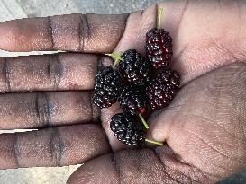 Mulberry Fruit In Canada