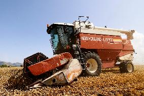 Spanish Farmers Mowing A Wheat Field
