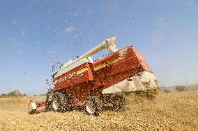 Spanish Farmers Mowing A Wheat Field