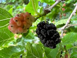 Mulberry Fruit In Canada