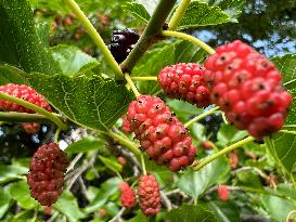 Mulberry Fruit In Canada