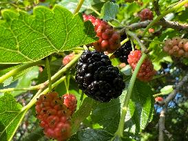 Mulberry Fruit In Canada