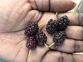 Mulberry Fruit In Canada